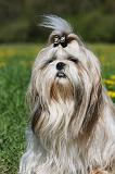 SHIH TZU 232